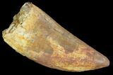 Serrated, Carcharodontosaurus Tooth - Real Dinosaur Tooth #99803-1